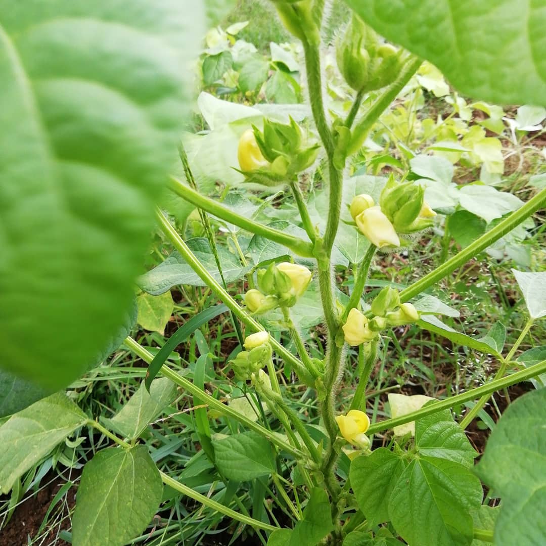 借りている畑で小豆を育てています