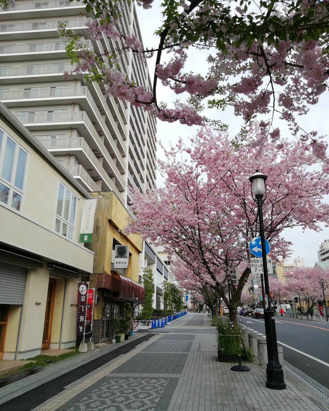お店の前の思川桜が満開を迎えています！お店は今週いっぱい休業中ですが…明日夕方は、どまんなかマルシェさんへパンを納品の予定です