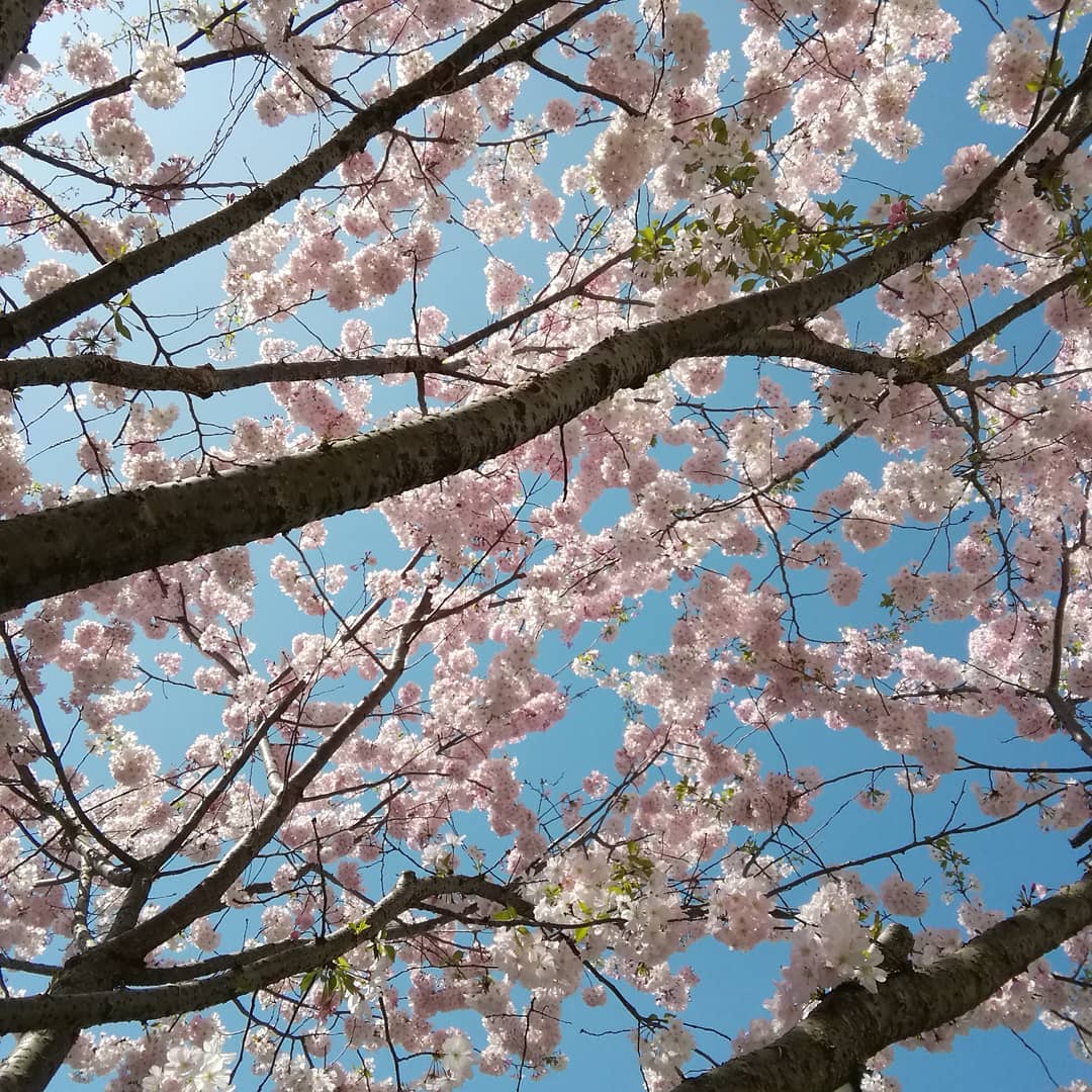 パン屋の前の思川桜