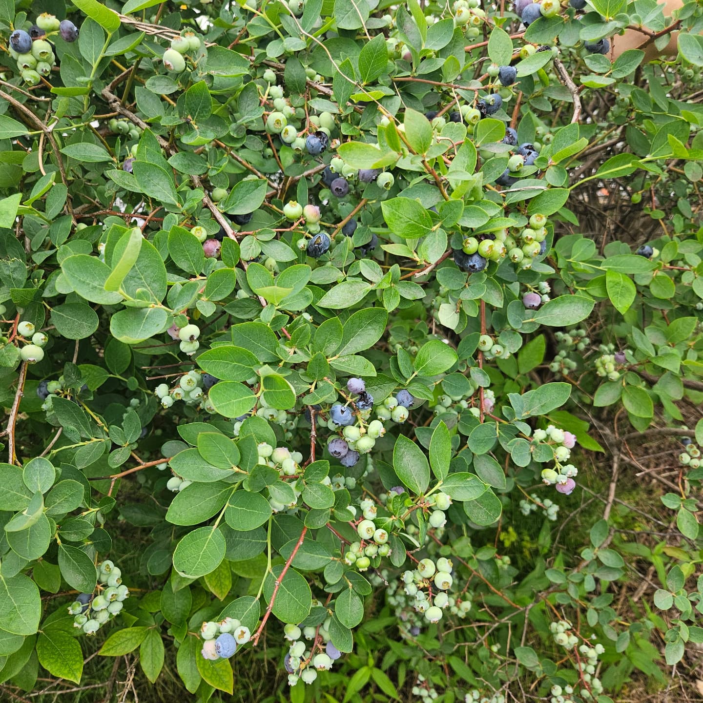 明日11日水曜日のメニューです