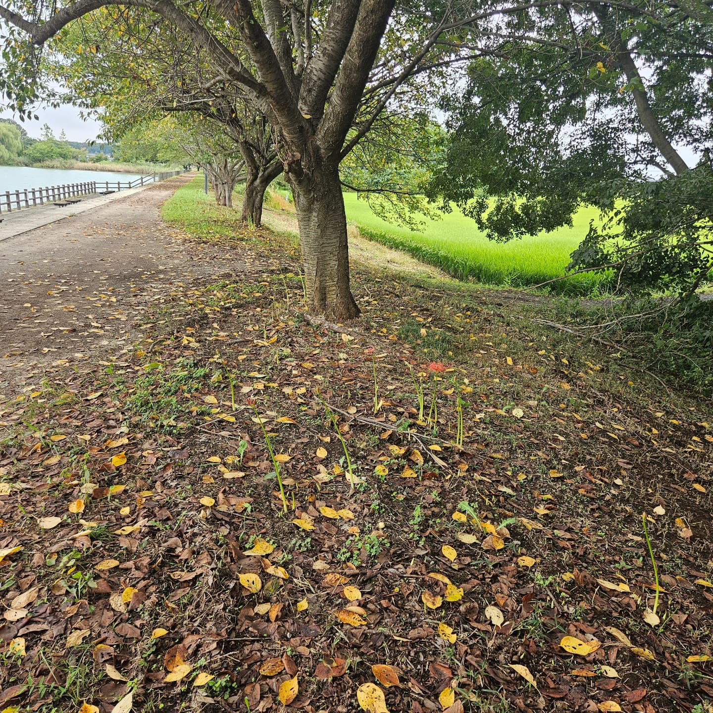 次回の営業は17日水曜日です
